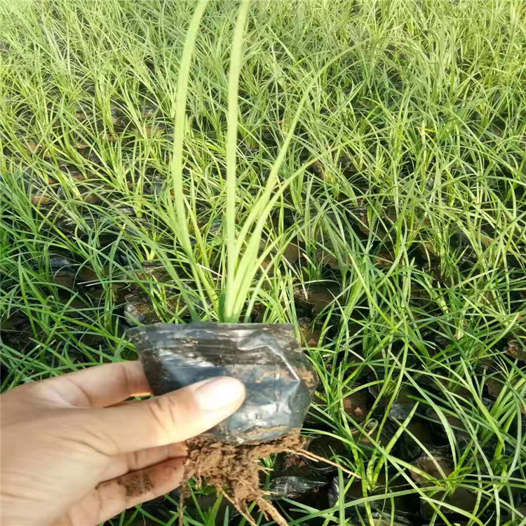 麦冬草批发，麦冬草种植基地，山东麦冬草供应，麦冬草销售