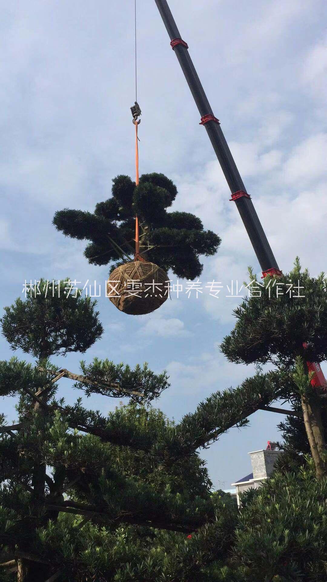 罗汉松生产种植基地 罗汉松供应商 罗汉松批发价