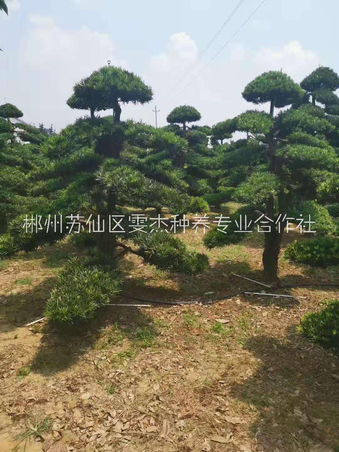 罗汉松生产种植基地 罗汉松供应商 罗汉松批发价