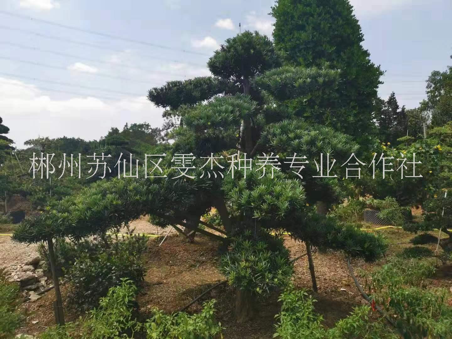 罗汉松生产种植基地 罗汉松供应商 罗汉松批发价