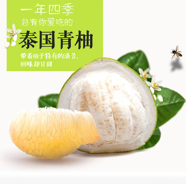 出售福建漳州泰国青柚苗厂家批发价格图片
