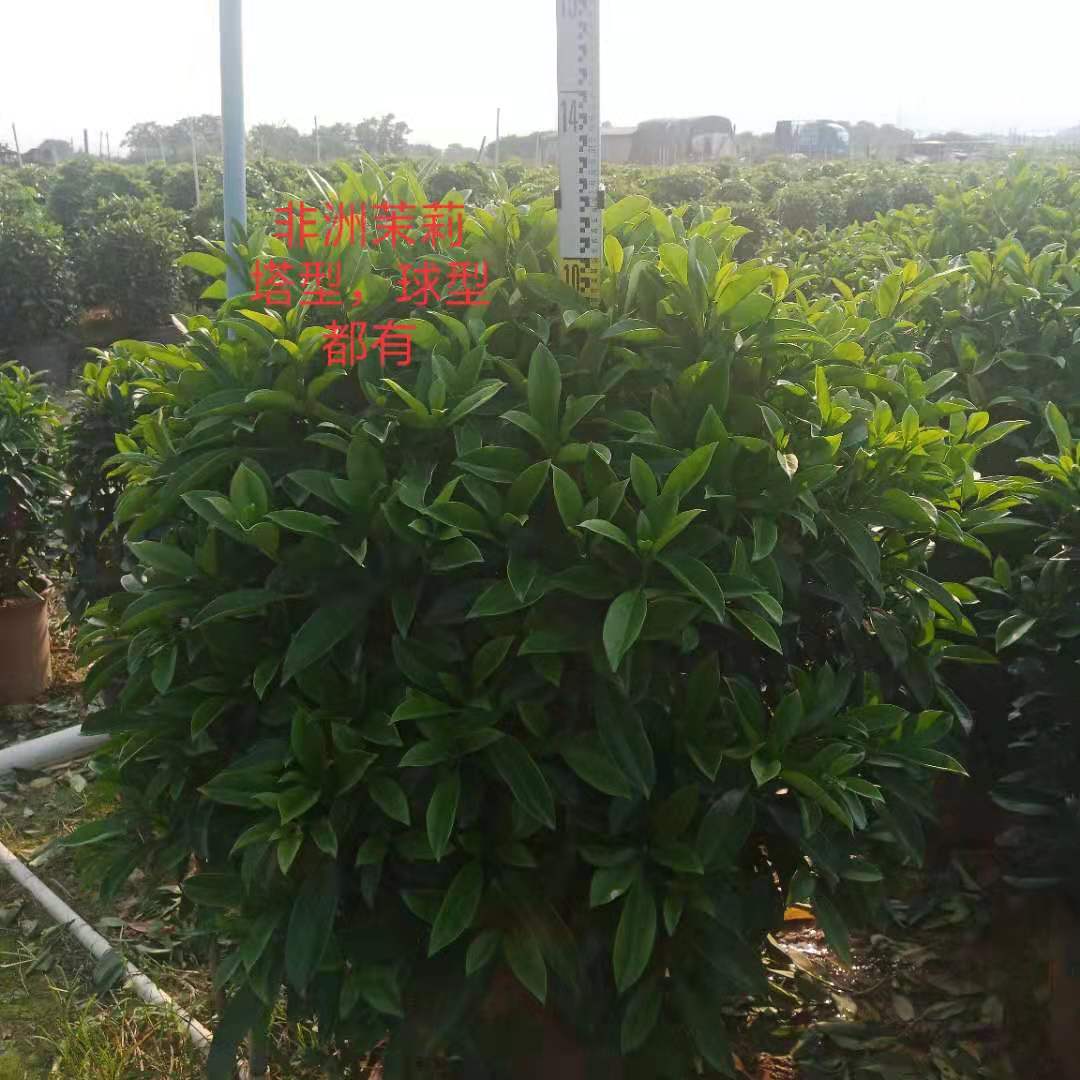 云南非洲茉莉塔型基地-云南非洲茉莉塔型价格-【云南非洲茉莉塔型批发】