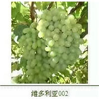 辽宁锦州北镇高存活率葡萄小苗|种植基地|直销|