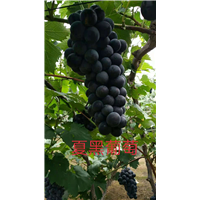 辽宁锦州北镇高存活率葡萄小苗|种植基地|直销|