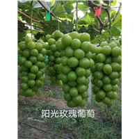 辽宁锦州北镇阳光玫瑰葡萄苗|种植基地|直销|批发价格报价|哪家好便宜图片