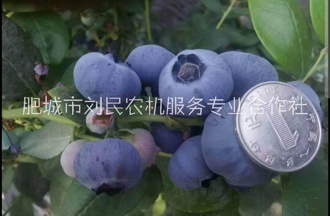 极丰产蓝莓 口味甜 组培蓝莓苗 蓝莓价格 蓝莓品种 蓝莓苗茶花