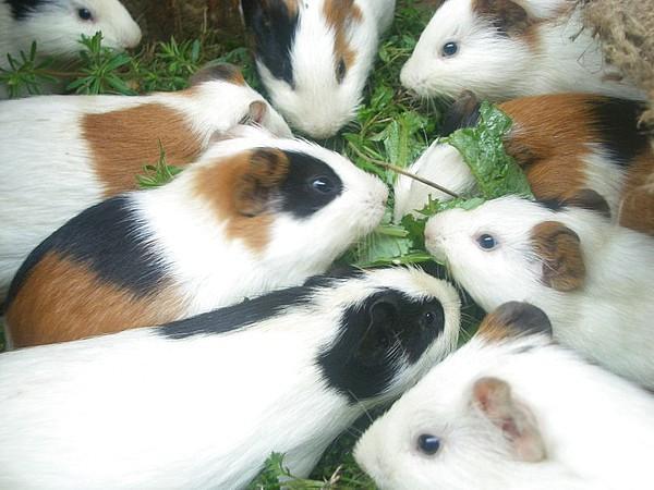 白豚鼠养殖技术交流
