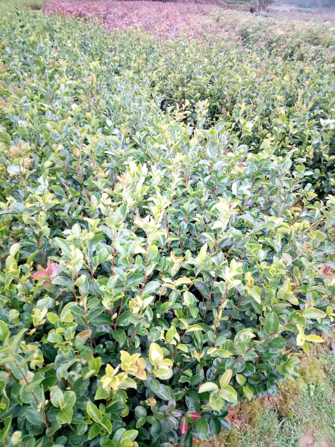 湖南油茶苗种植基地直销价格 高产量