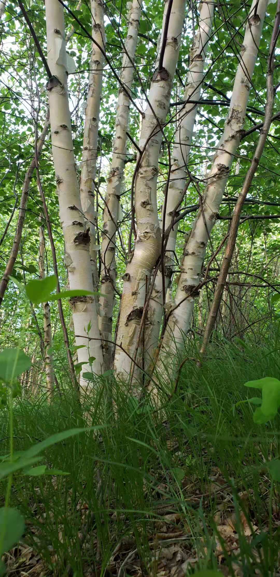 河北丛生白桦供应商，河北丛生白桦种植技术，河北丛生白桦市场价