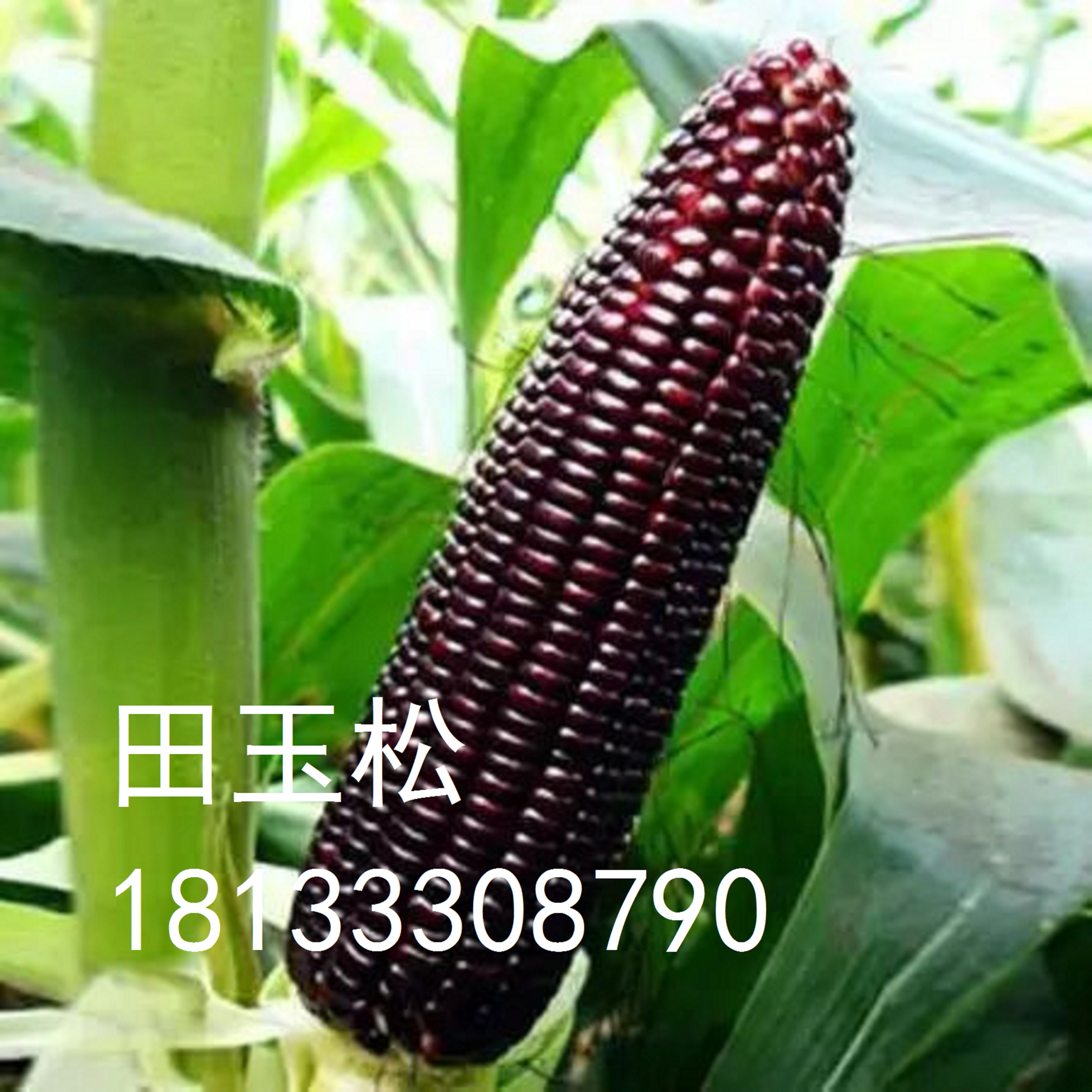 黑玉米，种苗的种植方法，批发价格