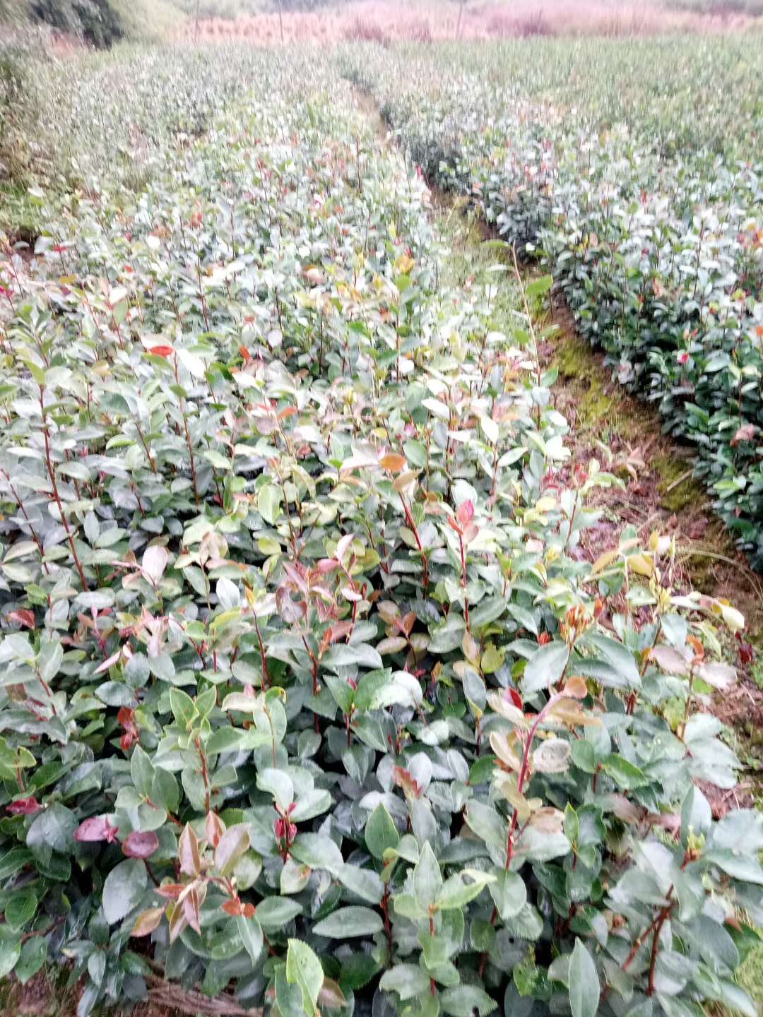 湖南油茶苗种植基地批发价格出售出油率高报价低