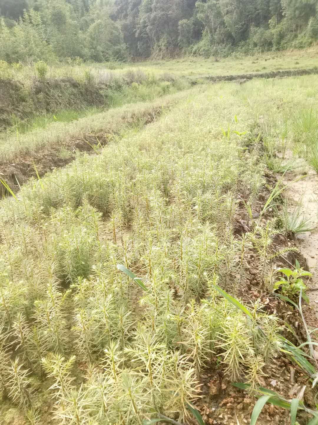 江西秃杉苗批发报价种植基地大量供应