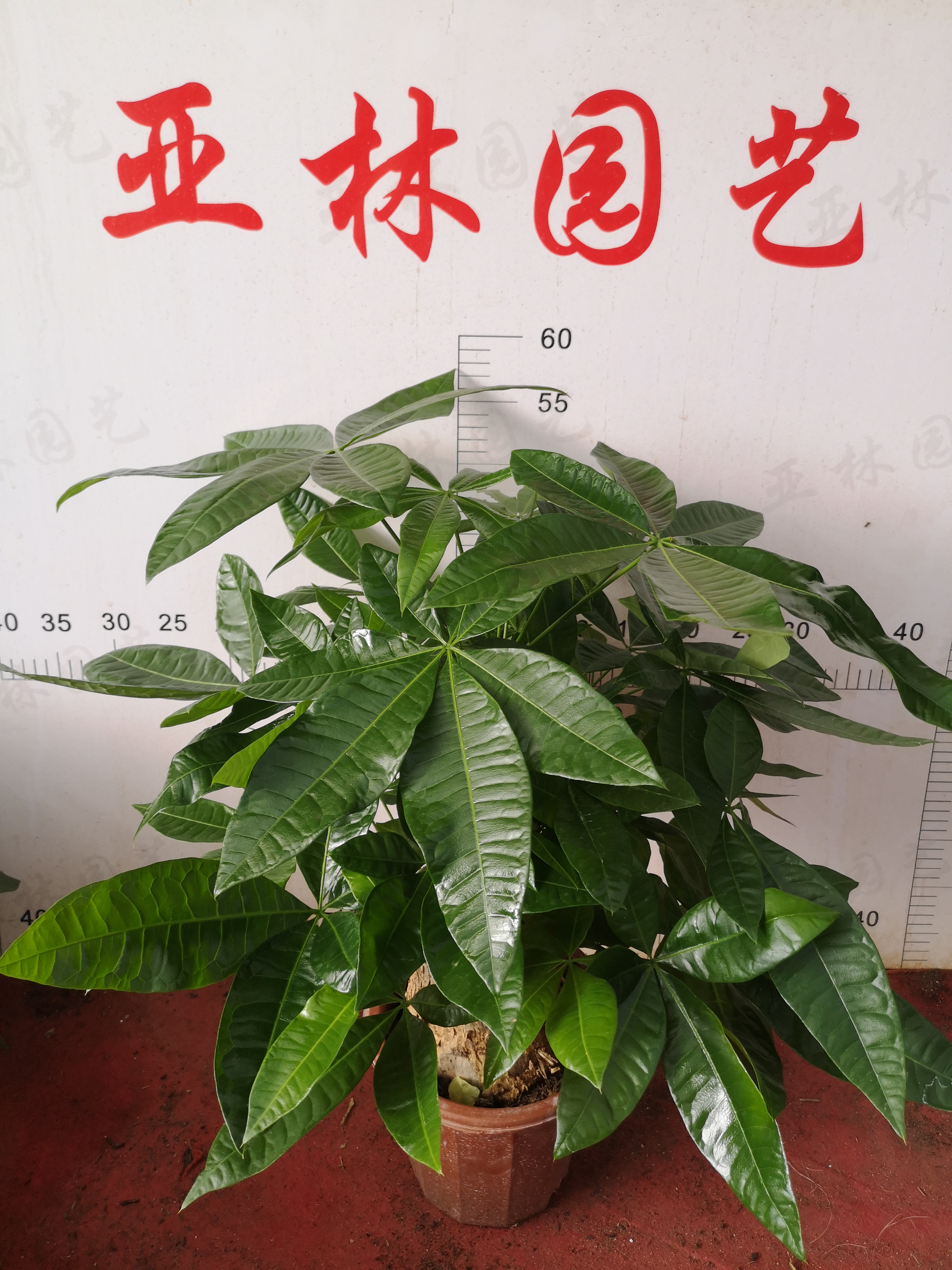 发财树250#懒人植物室内摆放迷你盆栽净化空气质量小绿植好养活