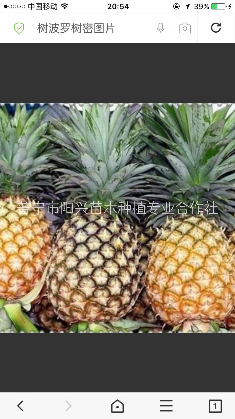 云南地菠萝苗种植基地直销价格哪家好、地菠萝苗供应商批发价格