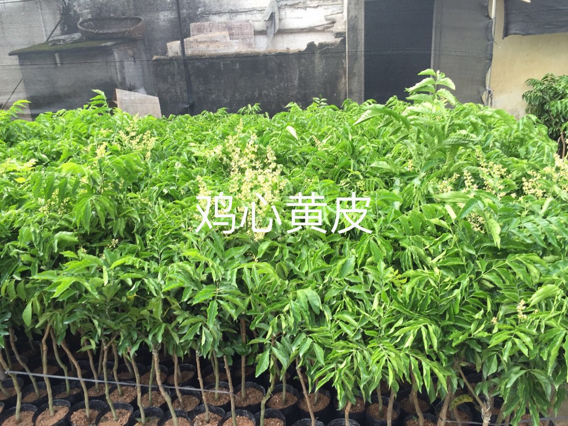 果树苗种植基地批发价格、广东阳兴果树苗供应商【阳兴苗木】