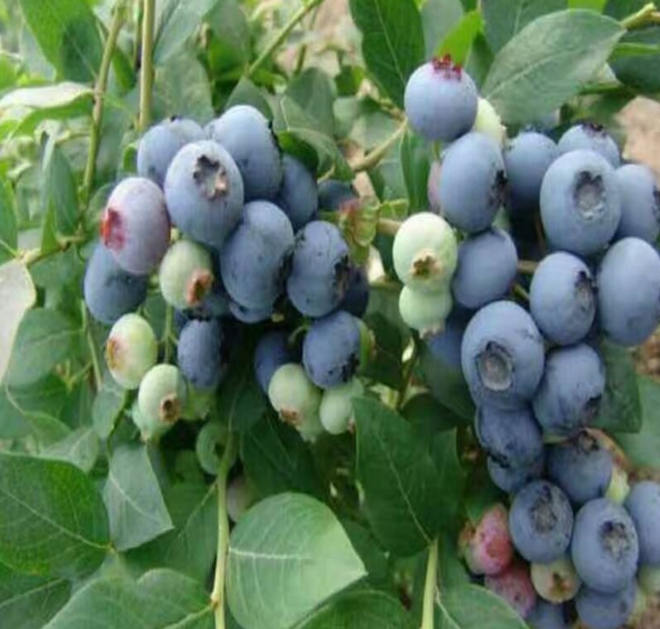 大型蓝莓苗基地批发
