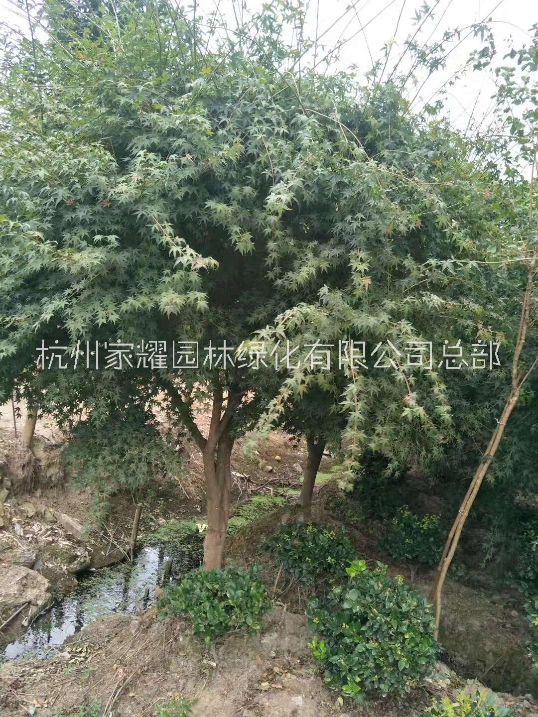 鸡爪槭种植，鸡爪槭销售，鸡爪槭价格，鸡爪槭批发