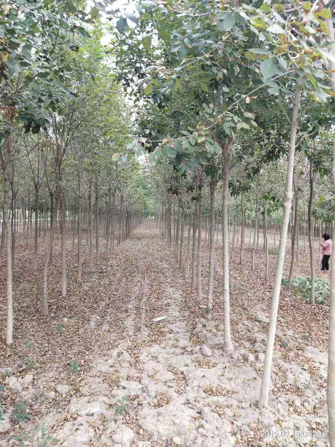 北京白蜡树植基地直销价格图片