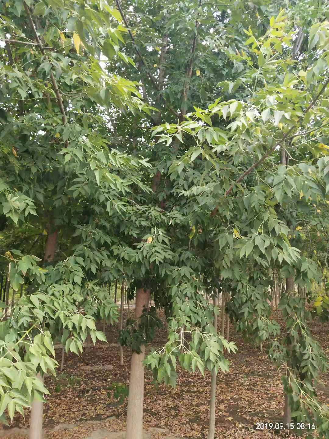 北京白蜡树植基地直销价格图片