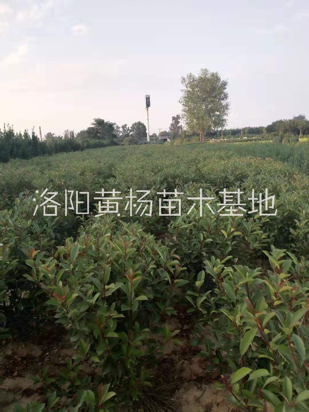 河南红叶石楠80毛球价格-洛阳市红叶石楠种植基地图片