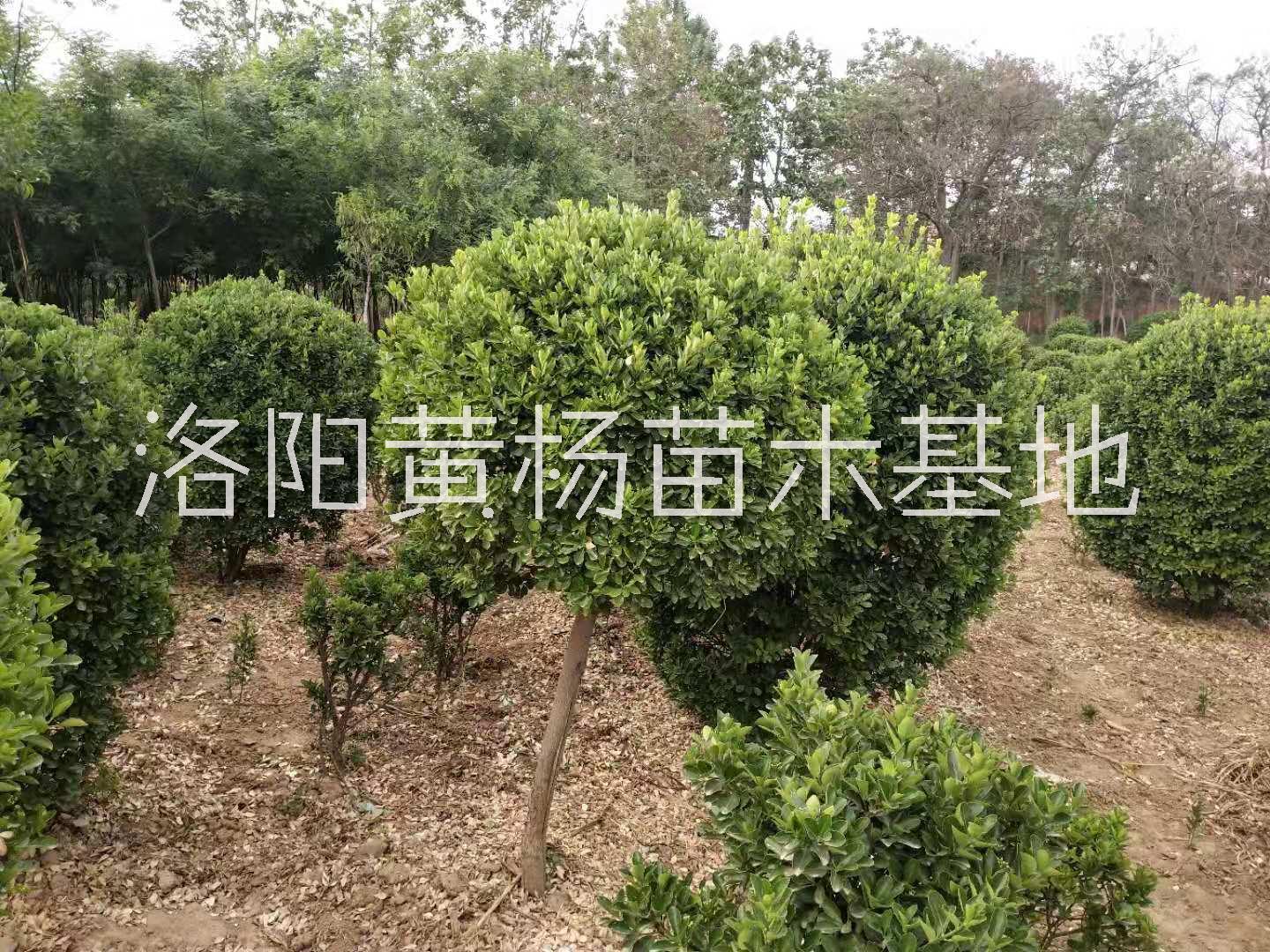 洛阳专业种植黄杨造型树基地-河南黄杨造型价格-河南苗木场图片