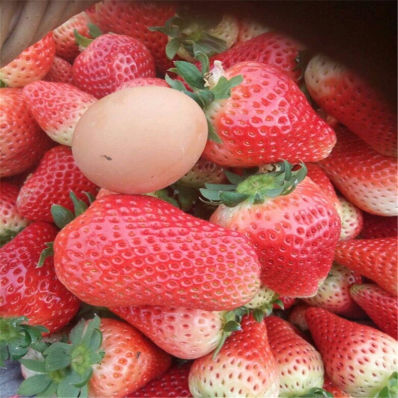 草莓苗批发基地在哪 大棚种植草莓 草莓苗批发价格图片