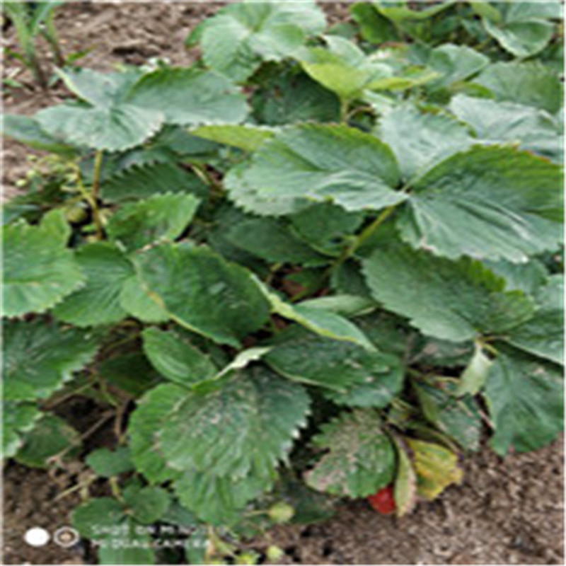 山东 甜宝草莓苗入棚产量高无虫害易成活
