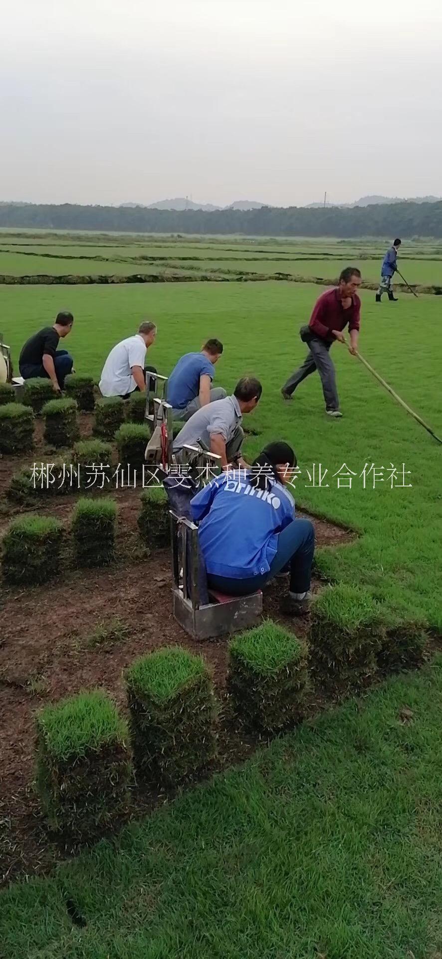 湖南永州自产自销苗圃基地 湖南永州草皮直供联系电话18975566562