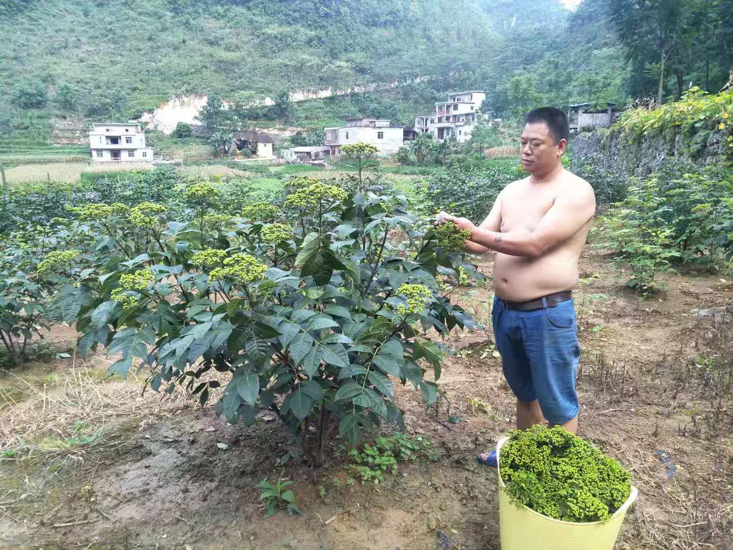 广东中花吴茱萸苗批发基地  萸苗价格  吴茱萸苗批发市场