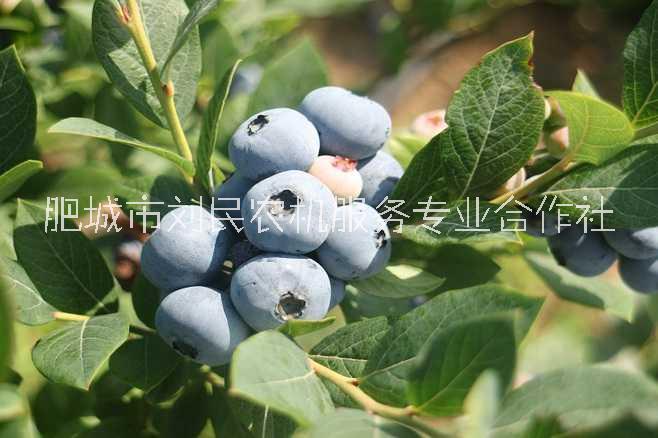 蓝莓苗供应批发