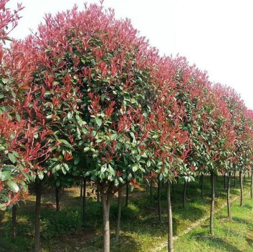 大量批发红叶石楠树-湖南长沙市石楠树种植基地-批发苗木