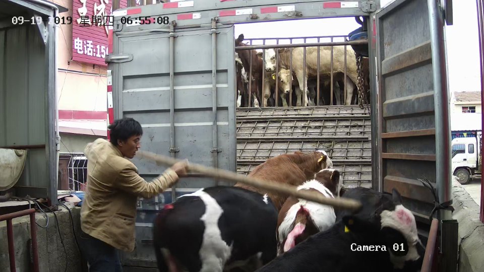腿粗背宽的西门塔尔品种小牛犊来年一千五百斤