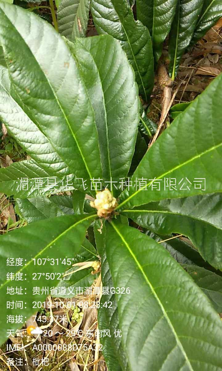 各种规格枇杷树-贵州毕节市苗圃场电话-优质树苗