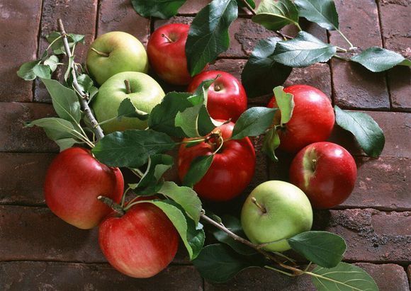 矮化苹果苗-苗木价格-批发-报价-基地  矮化苹果苗矮化苹果苗图片