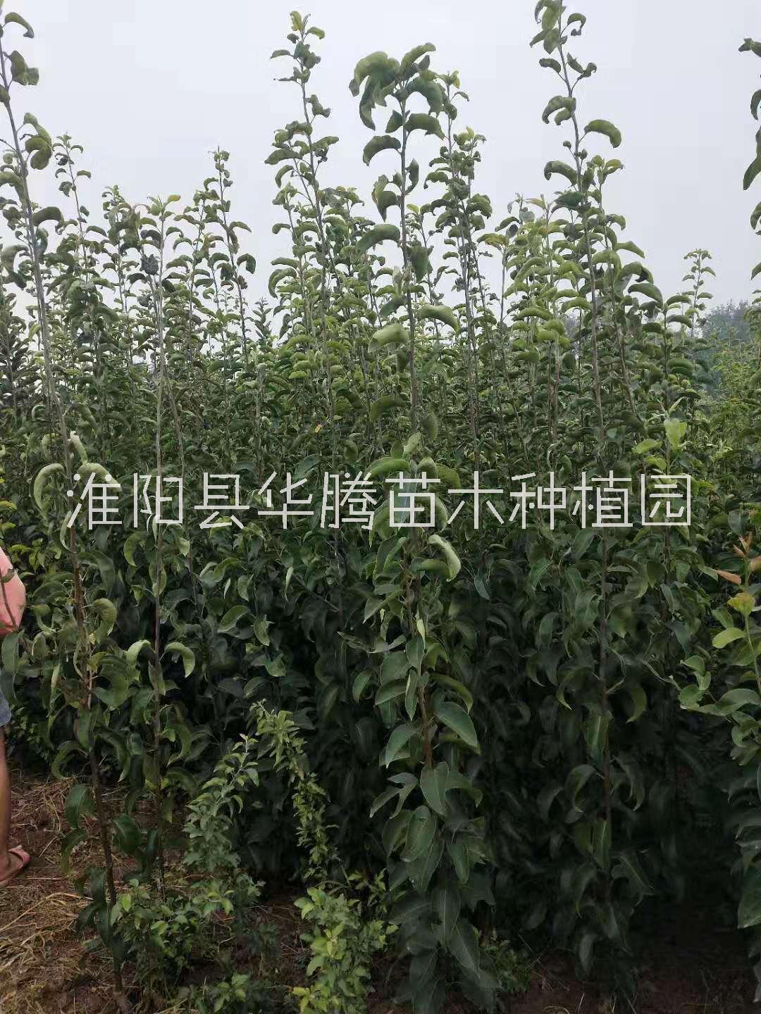 河南专业种植梨树苗基地-两年生晚秋  秋月梨树苗批发