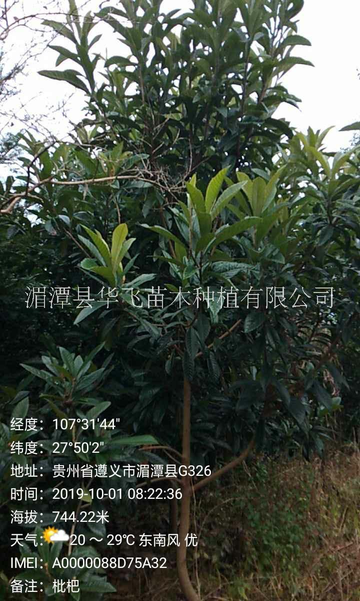 各种规格枇杷树-贵州毕节市苗圃场电话-优质树苗