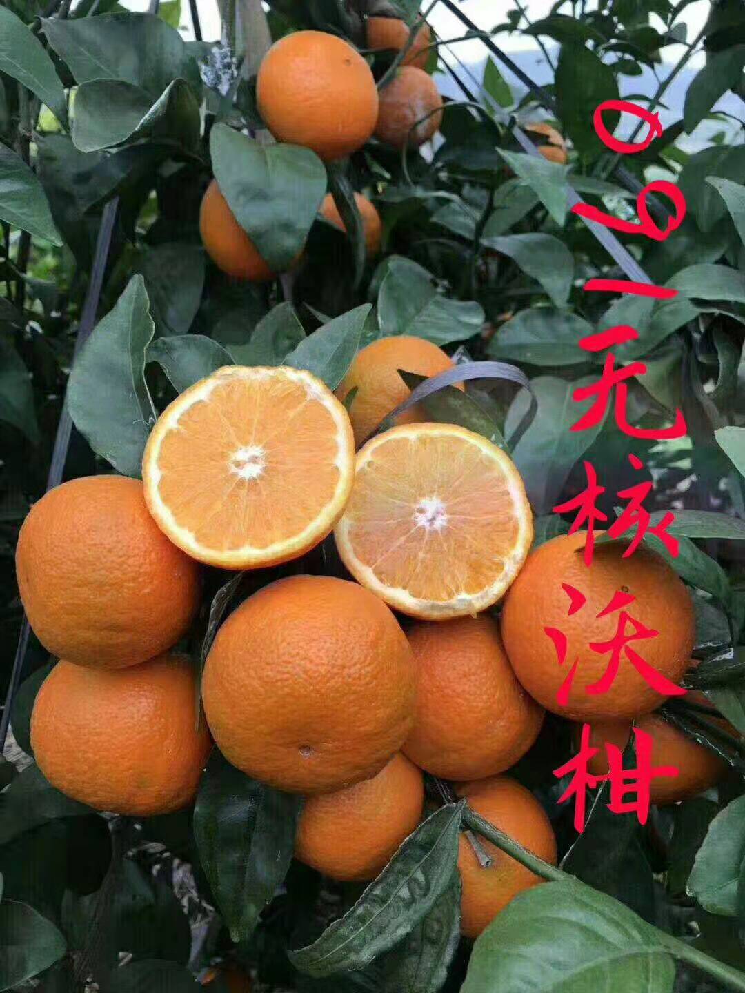 四川091无核沃柑苗基地供应商种植多少钱一颗报价电话