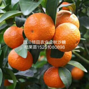 四川金秋砂糖橘苗供应商种植基地价格多少钱一棵