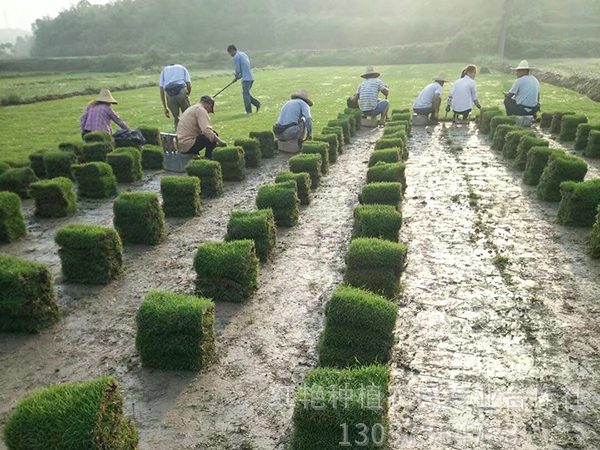 广西马尼草卷基地广西马尼草卷基地_广西马尼草卷价格_【郴州市苏仙区红艳种植农民专业合作社】