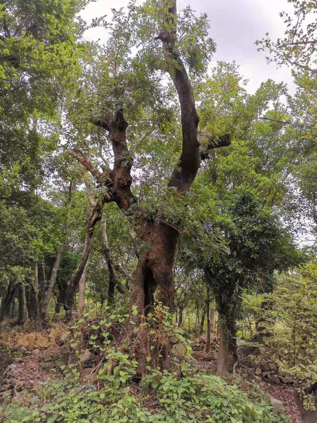 浙江黄连木种植基地哪家好