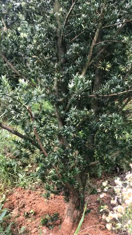 优质罗汉松种植基地 罗汉松树种植基地