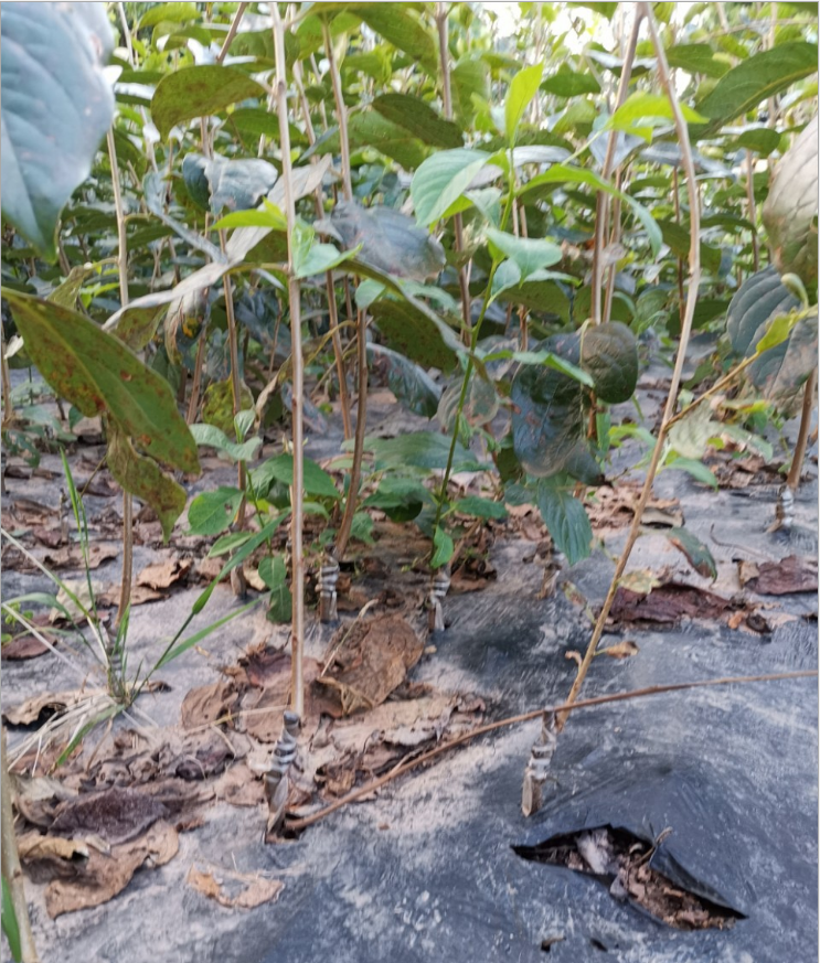 南北方种植大樱桃苗美早红灯车厘子树苗拉宾斯樱桃树苗当年结果苗