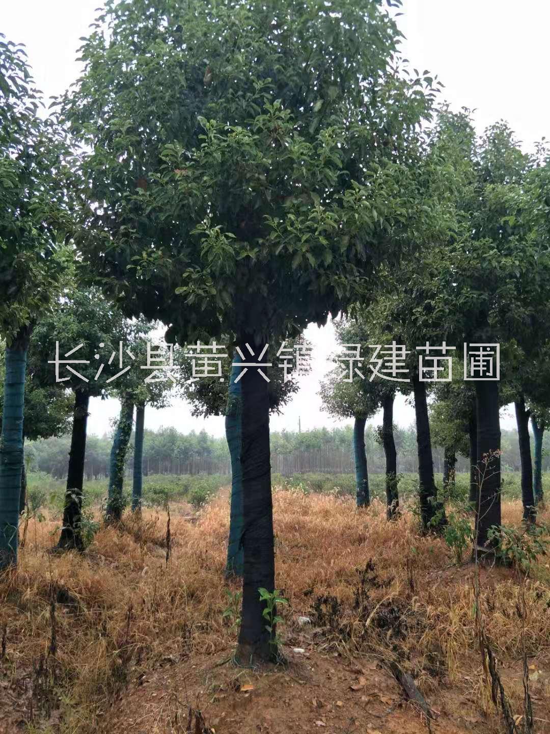 长期供应丛生香樟基地直销，湖南专业培育丛生香樟树苗种植基地，湖南丛生香樟水供应商图片