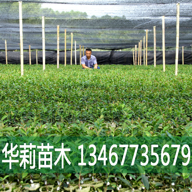 湖南高产油茶苗厂家/价格/哪家好 大量出售，欢迎来购图片