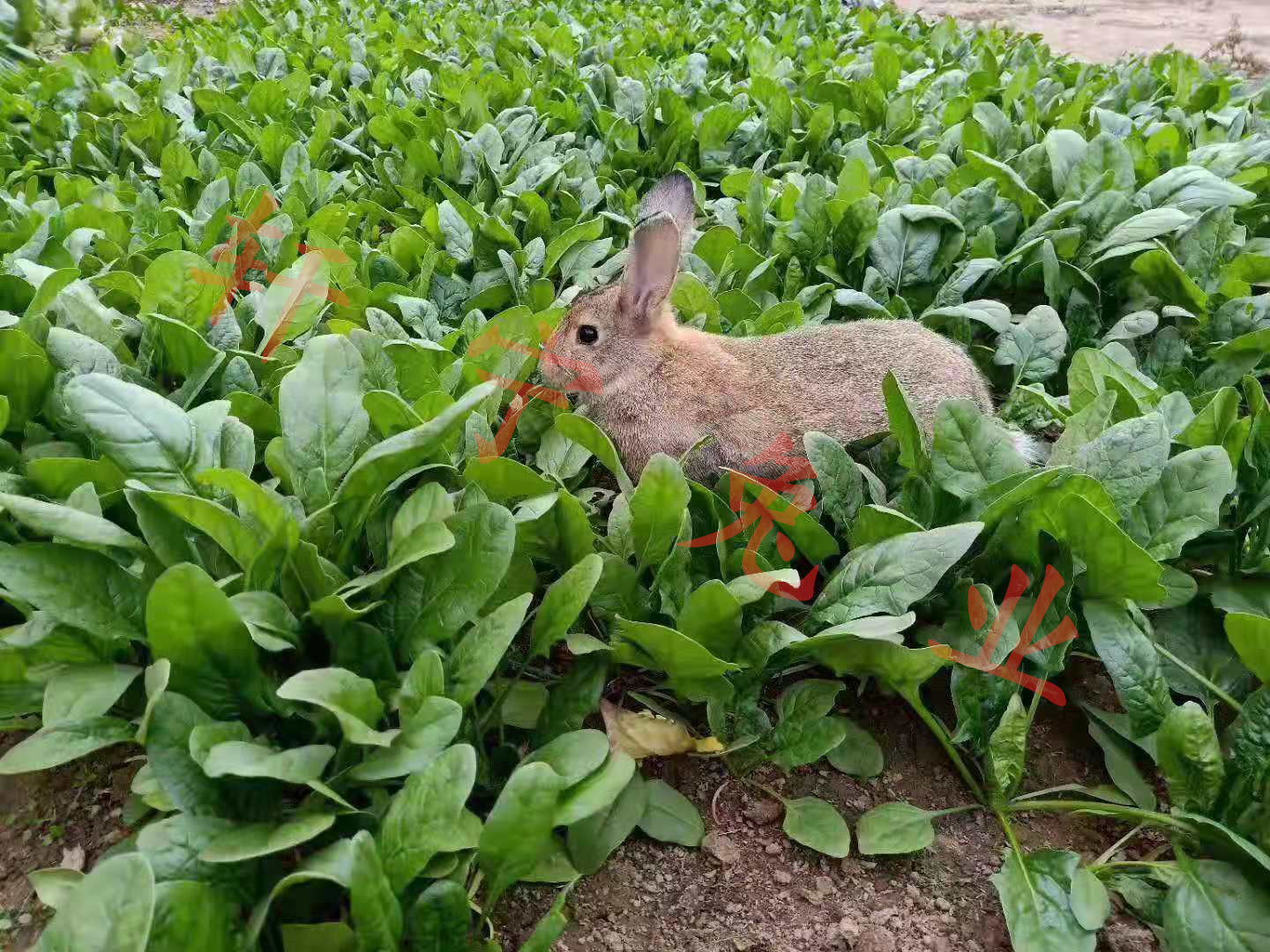 湖北野兔 肉兔养殖 养殖基地 养殖技术 【山东轩宁珍禽养殖有限公司】