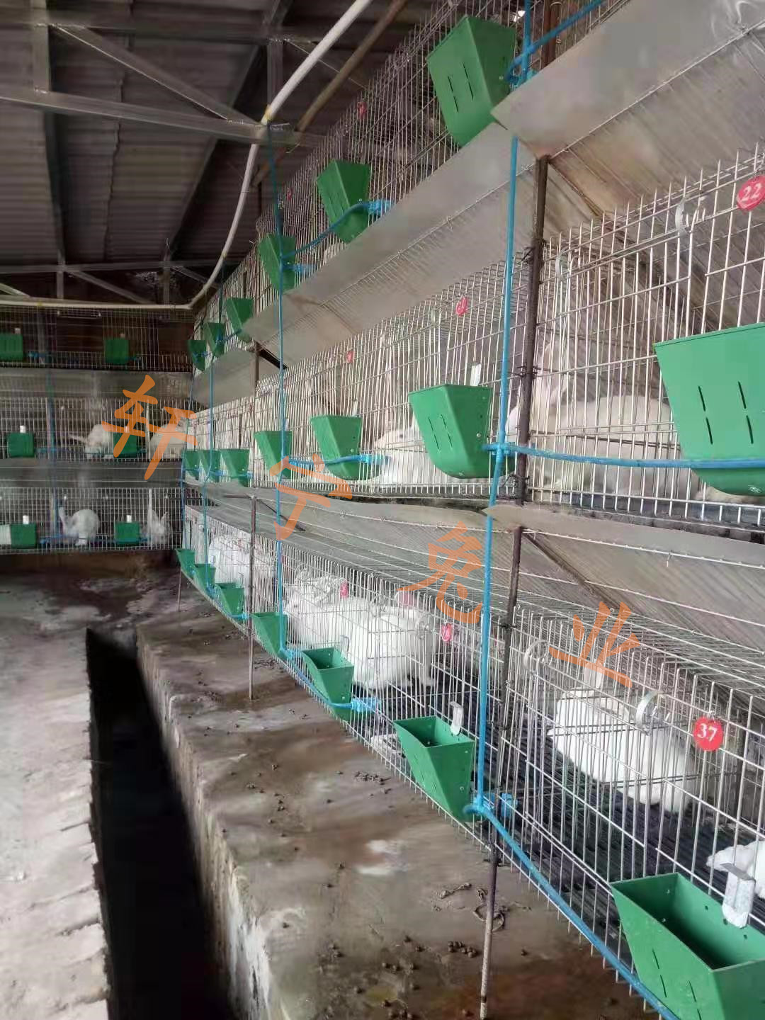 贵州肉兔  养殖基地，价格，养殖技术，比利时野兔 【山东轩宁珍禽养殖有限公司】