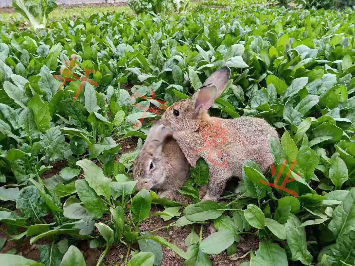 种兔獭兔肉兔养殖免费技术支持 烤兔子技术教授【山东轩宁珍禽养殖有限公司】