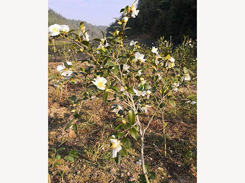 云南油茶大树苗基地-云南油茶大树苗批发价格-【攸县新兰苗木培育专业合作社】