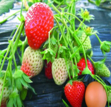 草莓苗厂家供应