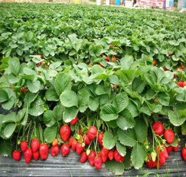 草莓苗供应批发